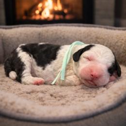 Mint green - Black and white female Sheepadoodle puppy in Inman, South Carolina from Mossy Doodles LLC