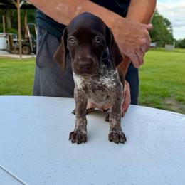 Aspen - Liver roan female German Shorthaired Pointer puppy in Glennville, Georgia from Andre Family Farms & Kennels