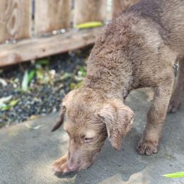 Lilliana - Dark deadgrass female Chesapeake Bay Retriever puppy in Soap Lake, Washington from Desert Oasis Kennels