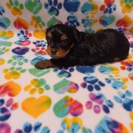 Yorkshire Terrier Puppies from Precious Yorkie Babies