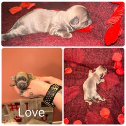 Love - Blue female Shih Tzu puppy in Lancaster, Ohio from Wandering Tzu