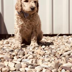 Bernedoodle and Labradoodle Puppies from Royal Doodles