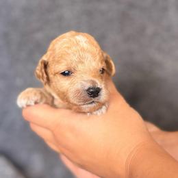 Cherry - Apricot female Goldendoodle puppy in Sacramento, California from GoldenDoodle Love