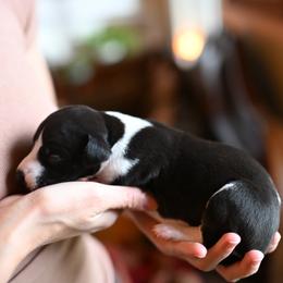 Panda - White and black male Whippet puppy in Gentry, Arkansas from Mardel Robeson of Mulberry Hollow Whippets