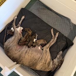 Boy 2 - male Greyhound puppy in Mesa, Arizona from ARK Greyhound Kennel LLC