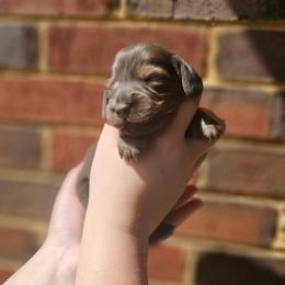 Ashoka- AKC - Blue and tan female Dachshund puppy in Loganville, Georgia from Royal Dackel Haus
