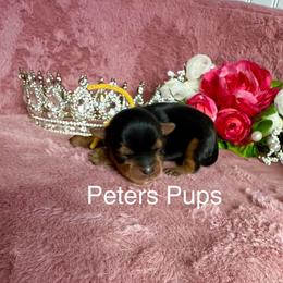 AKC Honey - Black and gold female Yorkshire Terrier puppy in Hertford, North Carolina from Peters Pups Yorkshire Terriers