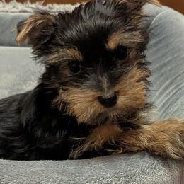 Yorkshire Terrier Puppies from Yorkies of the Shire