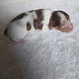Chocolate and Cream Piebald Boy - Chocolate and cream male Dachshund puppy in Choctaw, Oklahoma from TS Performance Horses & Dachshunds
