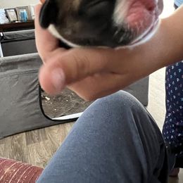 Boxer Puppies from Amy's Boxers
