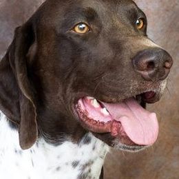 German Shorthaired Pointers and Labrador Retrievers from Kevin Eskam