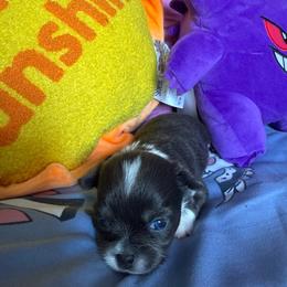 Star - Silver and white female Chihuahua puppy in Charlotte, North Carolina from Lawinski’s Chihuahua World