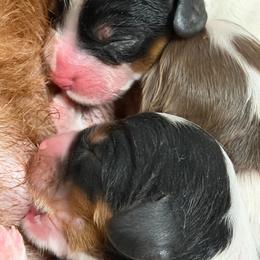 Pics coming soon - Tri-color female Cavapoo puppy in Yuciapa, California from AlltheDoodlez_