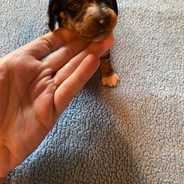 Sam - Dapple male Dachshund puppy in Nashville, Georgia from Riverside Dachshund