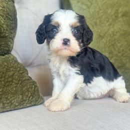 Winnie🐻 - Tri-color female Cavapoo puppy in Granbury, Texas from Triple Cross Doodles