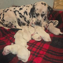 Boy 5 - White and black male Dalmatian puppy in Sharpsburg, Maryland from Antietam Dalmatians
