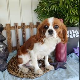 Kymmy - Cavalier King Charles Spaniel