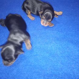 Girl 2 - Black and tan Yorkshire Terrier puppy in Jacksonville, Arkansas from Royal Yorkie Terrier