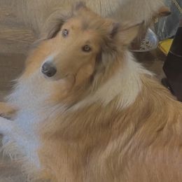 Sheik - Collie