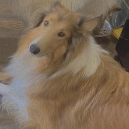 Sheik - Collie