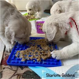 Golden Retriever Puppies from Skarlotte Goldens