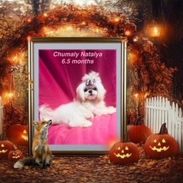 Chumaly Natalya - White female Maltese puppy in Alexandria, Alabama from Lydia's Maltese and Yorkshire Terriers