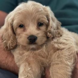 Cockapoo Puppies from Bright and Beautiful Cockapoos