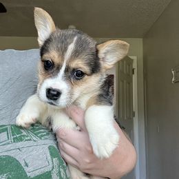 Zoey - Black and white female American Corgi puppy in Longview, Texas from Barker's Corgis