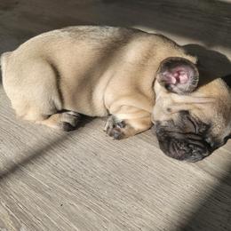 French Bulldog Puppies from Fancy Frenchies