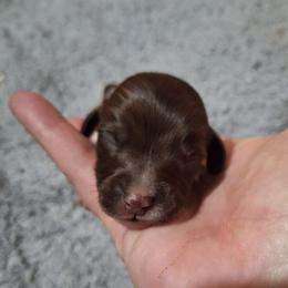 Ducky - Chocolate male Dachshund puppy in Liberty, North Carolina from Heavenly Doxies