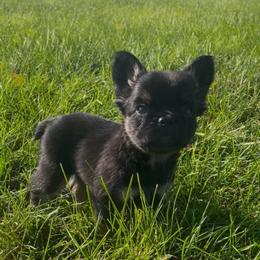 Boy 4 - Black and tan male French Bulldog puppy in Des Moines, Iowa from Frenchie Dreams Come True