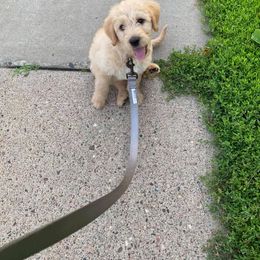 Double Doodle and Goldendoodle Puppies from Badgerland Goldendoodles