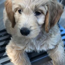 Goldendoodles from Isle of Coles Goldendoodles