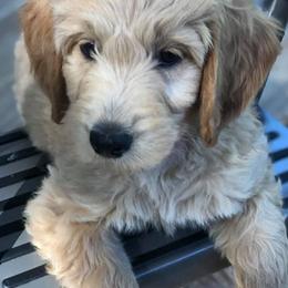 Goldendoodles from Isle of Coles Goldendoodles