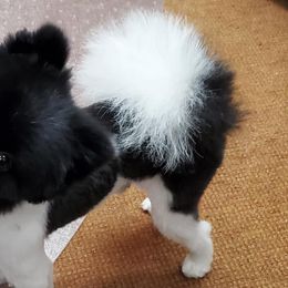 Pomeranians from Dana Carnes