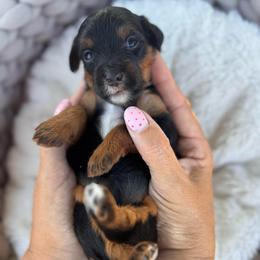 Granola - Phantom female Bernedoodle puppy in Rose Hill, North Carolina from Red Door Canines