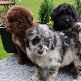 Aussiedoodles from Mountain Mama’s Doodles