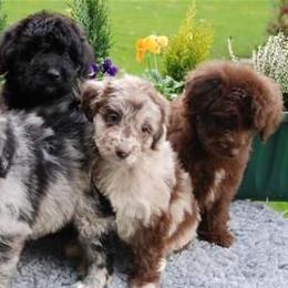 Aussiedoodles from Mountain Mama’s Doodles