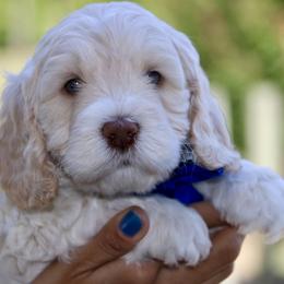 Blue - Caramel male Australian Labradoodle puppy in Milton, North Carolina from Good Day Doodles