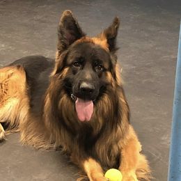 Borus - German Shepherd