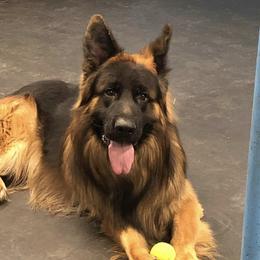 Borus - German Shepherd