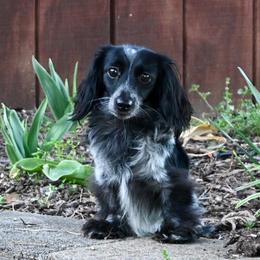 Dachshunds from Triple T Dachshunds