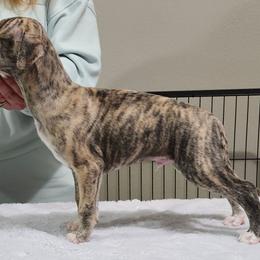 Nathan - Fawn brindle male Whippet puppy in Ruckersville, Virginia from Lishima Whippets