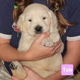 1st pick of the girls from the Soda Pop Pups - Golden female Golden Retriever puppy in Fithian, Illinois from LOMAH Retrievers