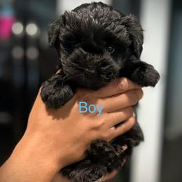 Shadow - Black male Yorkipoo puppy in Ocala, Florida from Top Notch Pupz