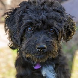 El - Maltipoo