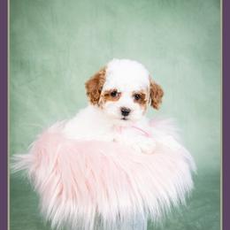 Tiffany - Red and white female Cockapoo puppy in Connersville, Indiana from Deaz Doodle Ranch
