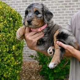 Aussiedoodle Puppies from Middle Swamp Poodles and Doodles