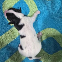 Jingle - White black and tan male Papillon puppy in Hollister, Missouri from Swan Creek Kennel