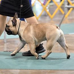 French Bulldog puppies from Eastham’s  Open French Bulldogs